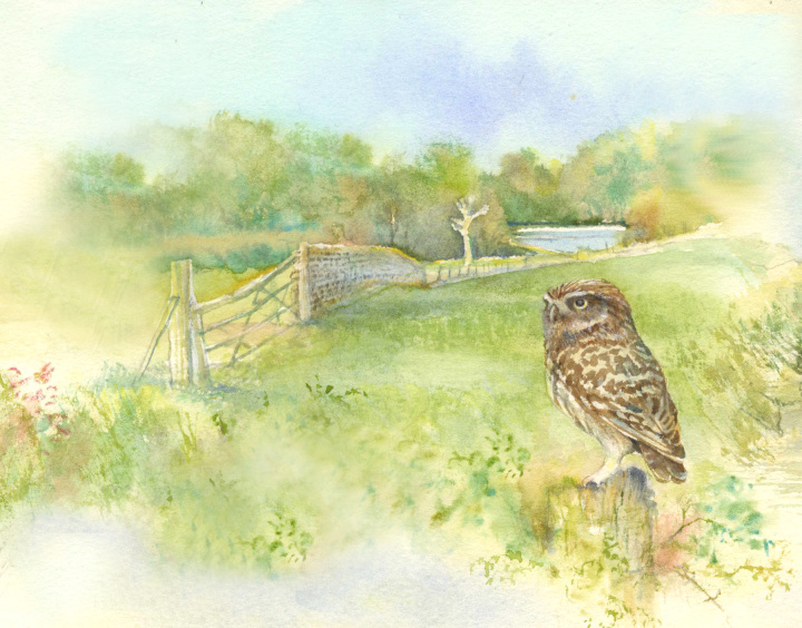 Ten Favourites » Little Owl, Felbrigg