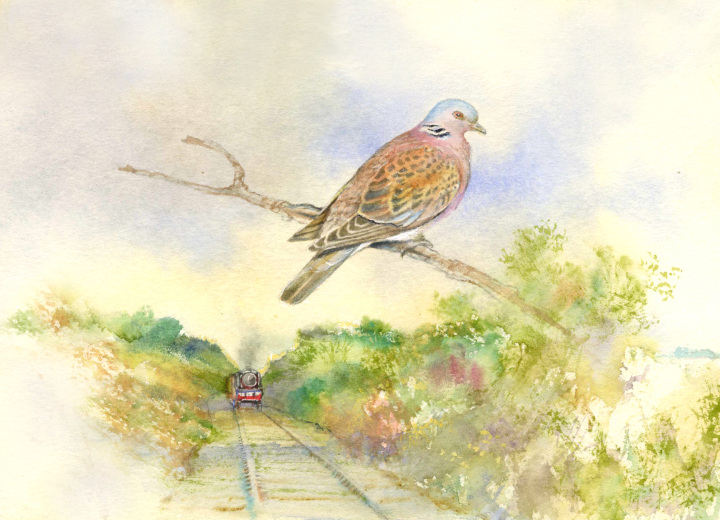 Kelling Heath Turtle Dove