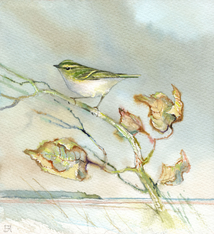 Pallas’s Warbler