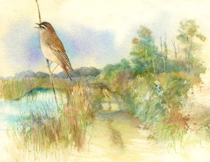 Ten Favourites » Sedge Warbler, Pigney's Wood