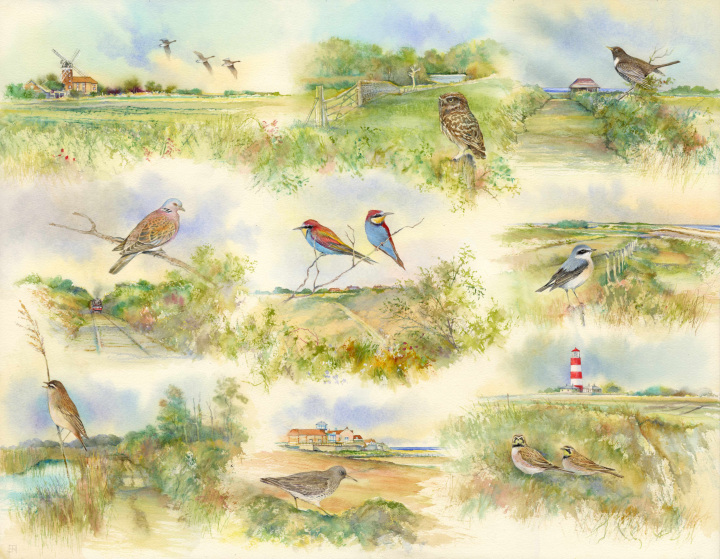 Special Birds of North Norfolk