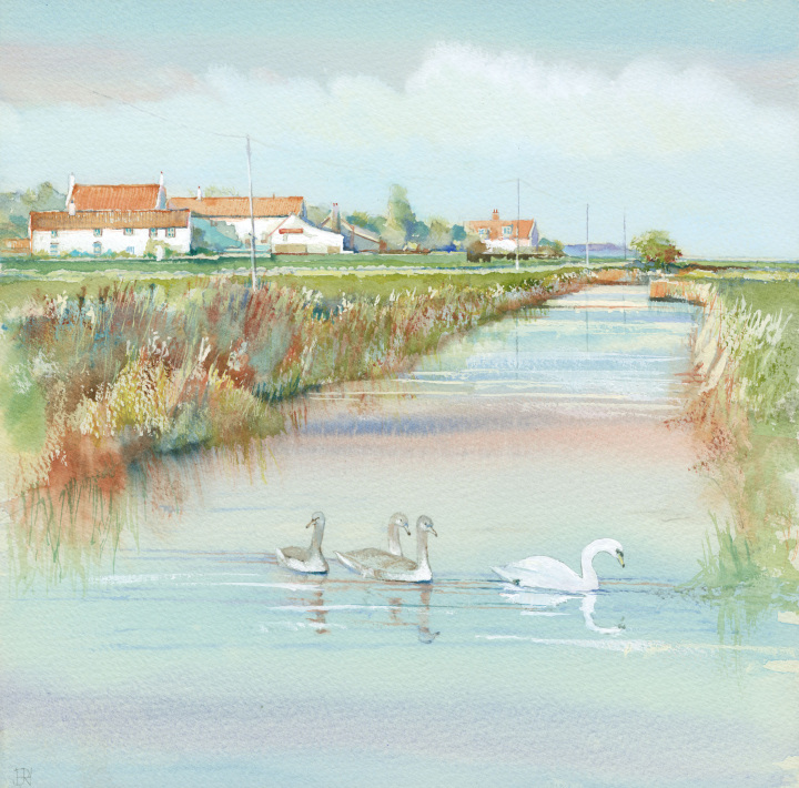 Salthouse Cygnets