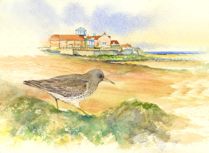 Sheringham Purple Sandpiper