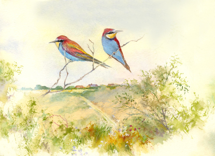 Trimingham Bee Eaters