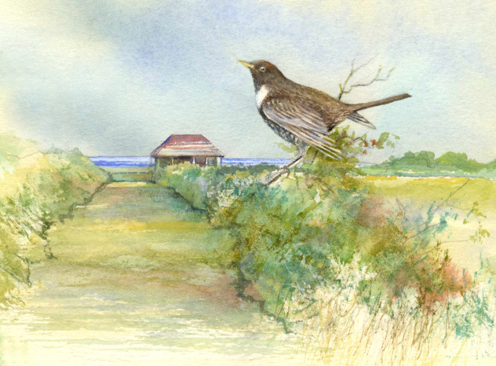 Ten Favourites » Ring Ouzel, West Runton