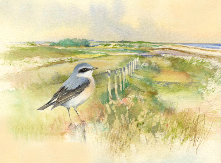 Weybourne Camp Wheatear