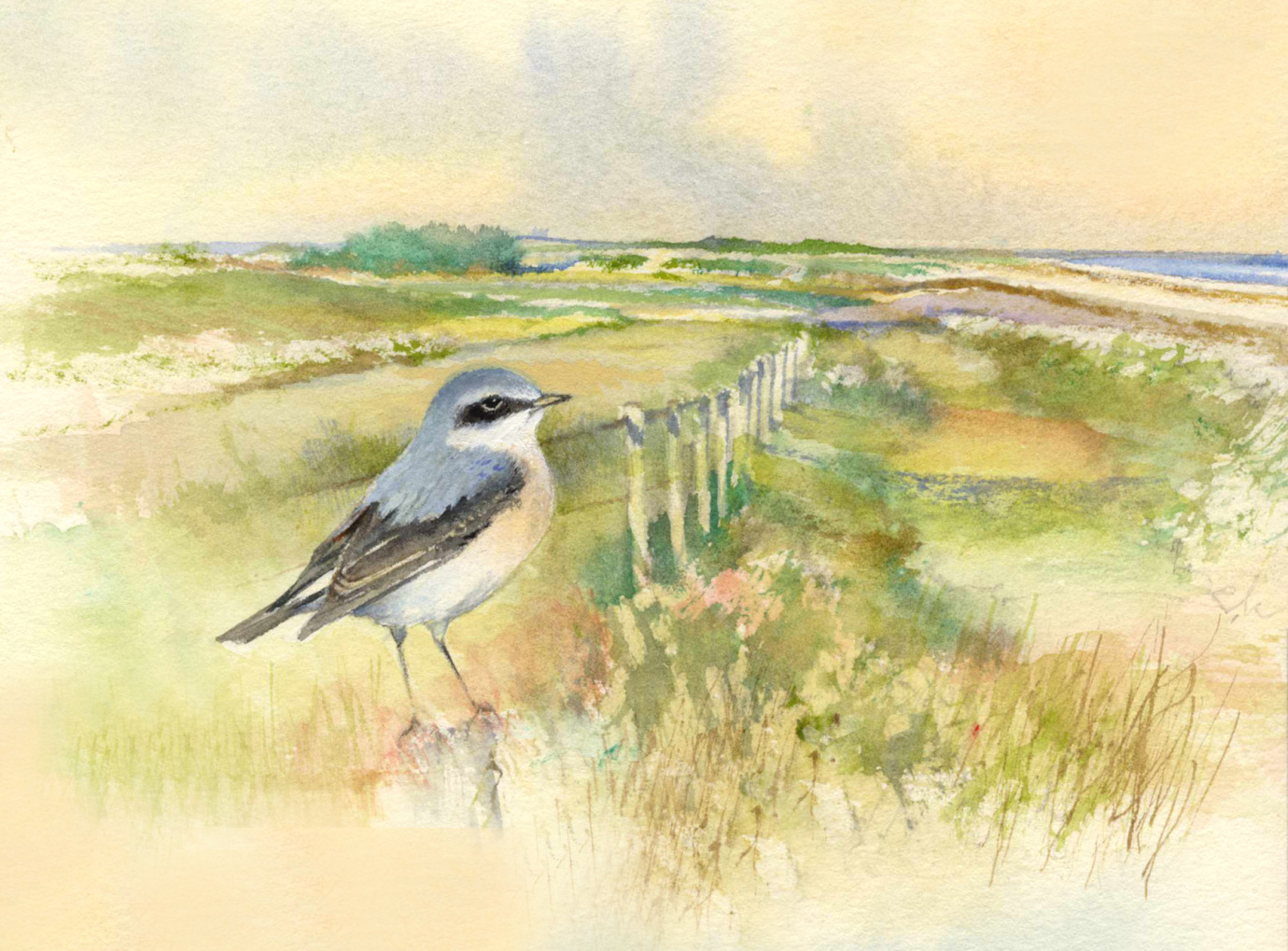 Wheatear, Weybourne Camp